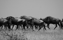 Northern circuit with the annual wildebeest migration