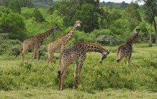 Arusha National Park in one day