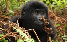 Gorillas and Tanzania 11 Days