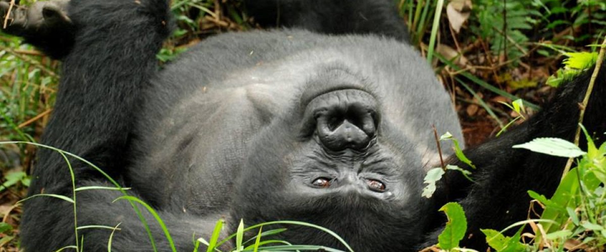 Gorillas, Chimps and Tanzania 18 Days