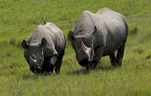 Rift Valley Wildlife Safari - Small Group